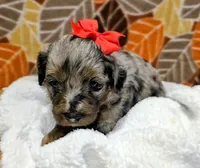 Reba- mini, a female Miniature Bernedoodle for sale in Ladysmith, WI – 10 of 10