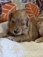 Hondo-mini, a male Goldendoodle for sale in Ladysmith, WI – 9 of 9