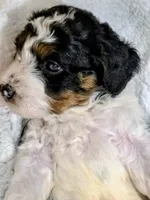 Blake-mini, a male Miniature Bernedoodle for sale in Ladysmith, WI – 10 of 10