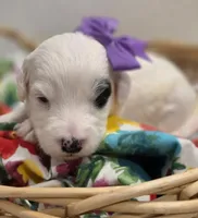 Patches-mini, a female Poodle - Miniature  and Sheepadoodle for sale in Ladysmith, WI – 9 of 10