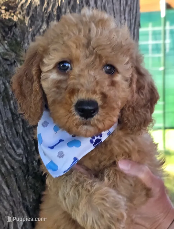 Zaire-mini – Goldendoodle puppy for sale in Ladysmith, WI