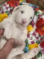 Sugar-mini, a female Poodle - Miniature  and Sheepadoodle for sale in Ladysmith, WI – 5 of 8