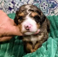 Starr- mini, a male Miniature Bernedoodle for sale in Ladysmith, WI – 4 of 8