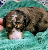 Starr- mini, a male Miniature Bernedoodle for sale in Ladysmith, WI – 3 of 8