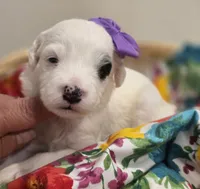 Patches-mini, a female Poodle - Miniature  and Sheepadoodle for sale in Ladysmith, WI – 7 of 10