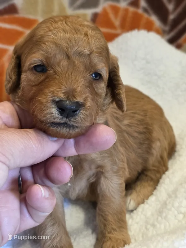Micah- mini – Goldendoodle puppy for sale in Ladysmith, WI