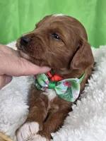 SPROUT- MINI, a female Goldendoodle and Miniature Goldendoodle for sale in Ladysmith, WI – Photo 7 of 7