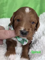 SPROUT- MINI, a female Goldendoodle and Miniature Goldendoodle for sale in Ladysmith, WI – Photo 6 of 7