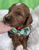 SPROUT- MINI, a female Goldendoodle and Miniature Goldendoodle for sale in Ladysmith, WI – Photo 4 of 7