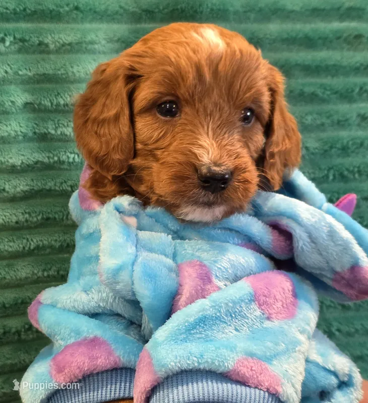 SPROUT- MINI – Goldendoodle, Miniature Goldendoodle puppy for sale in Ladysmith, WI