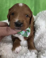 SPROUT- MINI, a female Goldendoodle and Miniature Goldendoodle for sale in Ladysmith, WI – Photo 5 of 7
