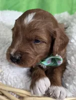 SPROUT- MINI, a female Goldendoodle and Miniature Goldendoodle for sale in Ladysmith, WI – Photo 2 of 7