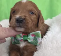 SPROUT- MINI, a female Goldendoodle and Miniature Goldendoodle for sale in Ladysmith, WI – Photo 1 of 7