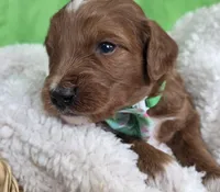 SPROUT- MINI, a female Goldendoodle and Miniature Goldendoodle for sale in Ladysmith, WI – Photo 3 of 7
