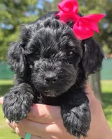 Onyx, a female Miniature Goldendoodle for sale in Ladysmith, WI – 5 of 10