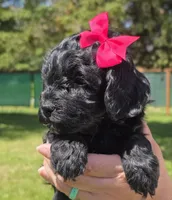 Onyx, a female Miniature Goldendoodle for sale in Ladysmith, WI – 6 of 10