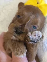 Bree-mini, a female Goldendoodle for sale in Ladysmith, WI – 7 of 10