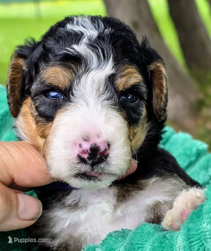 Willie-mini – Miniature Bernedoodle puppy for sale in Ladysmith, WI