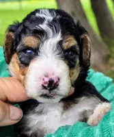 Willie-mini, a male Miniature Bernedoodle for sale in Ladysmith, WI – 1 of 8