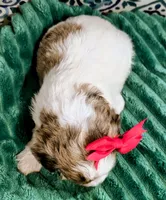 Maya- mini, a female Miniature Bernedoodle for sale in Ladysmith, WI – 7 of 9