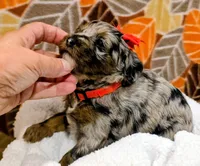 Reba- mini, a female Miniature Bernedoodle for sale in Ladysmith, WI – 4 of 10