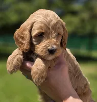 Sarge, a male Miniature Goldendoodle for sale in Ladysmith, WI – 1 of 10