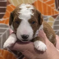 Lambeau-mini, a male Goldendoodle for sale in Ladysmith, WI – 3 of 8
