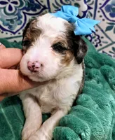 Bailey-mini, a female Miniature Bernedoodle for sale in Ladysmith, WI – 5 of 8