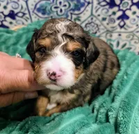 Starr- mini, a male Miniature Bernedoodle for sale in Ladysmith, WI – 8 of 8