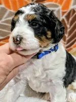 Blake-mini, a male Miniature Bernedoodle for sale in Ladysmith, WI – 8 of 10