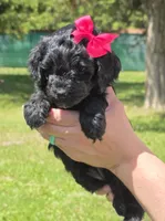 Onyx, a female Miniature Goldendoodle for sale in Ladysmith, WI – 3 of 10