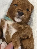 Javon- mini, a male Goldendoodle for sale in Ladysmith, WI – 5 of 7