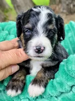 Alex- mini, a male Miniature Bernedoodle for sale in Ladysmith, WI – 5 of 8