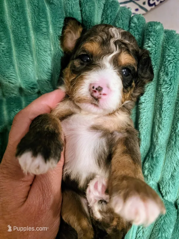 Starr- mini – Miniature Bernedoodle puppy for sale in Ladysmith, WI