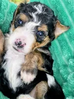 Willie-mini, a male Miniature Bernedoodle for sale in Ladysmith, WI – 4 of 8