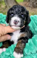 Babe- mini, a male Miniature Bernedoodle for sale in Ladysmith, WI – 2 of 7