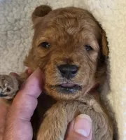 Micah- mini, a male Goldendoodle for sale in Ladysmith, WI – 4 of 7