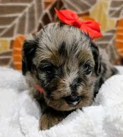 Reba- mini, a female Miniature Bernedoodle for sale in Ladysmith, WI – 6 of 10