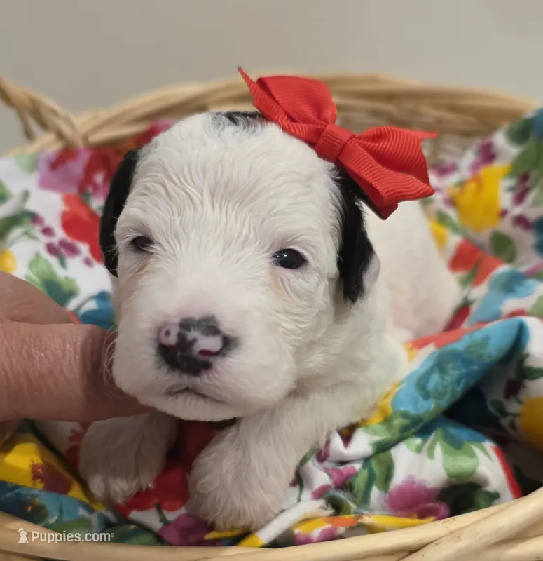 Opal-mini – Poodle - Miniature , Sheepadoodle puppy for sale in Ladysmith, WI