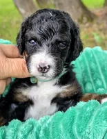 Babe- mini, a male Miniature Bernedoodle for sale in Ladysmith, WI – 4 of 7