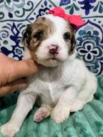 Maya- mini, a female Miniature Bernedoodle for sale in Ladysmith, WI – 3 of 9