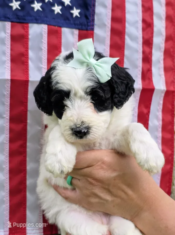Pearl-mini – Poodle - Miniature , Sheepadoodle puppy for sale in Ladysmith, WI