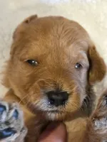 Hondo-mini, a male Goldendoodle for sale in Ladysmith, WI – 6 of 9