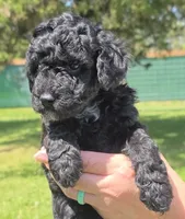 Major , a male Miniature Goldendoodle for sale in Ladysmith, WI – 8 of 10