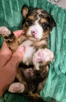 Starr- mini, a male Miniature Bernedoodle for sale in Ladysmith, WI – 7 of 8
