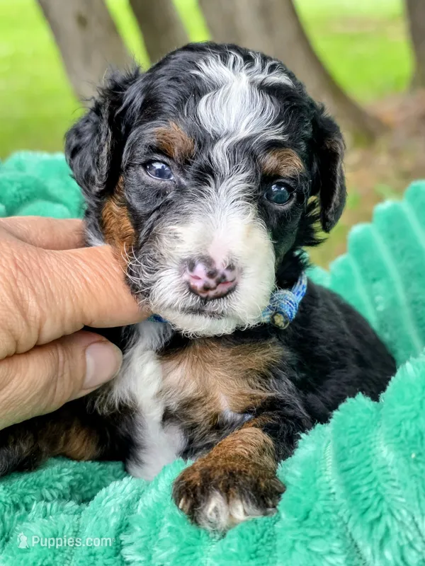 Cobb-mini – Miniature Bernedoodle puppy for sale in Ladysmith, WI