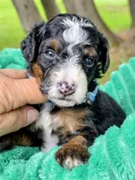 Cobb-mini, a male Miniature Bernedoodle for sale in Ladysmith, WI – 1 of 7