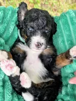 Babe- mini, a male Miniature Bernedoodle for sale in Ladysmith, WI – 7 of 7