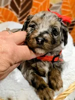 Reba- mini, a female Miniature Bernedoodle for sale in Ladysmith, WI – 3 of 10