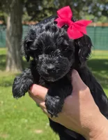 Onyx, a female Miniature Goldendoodle for sale in Ladysmith, WI – 4 of 10